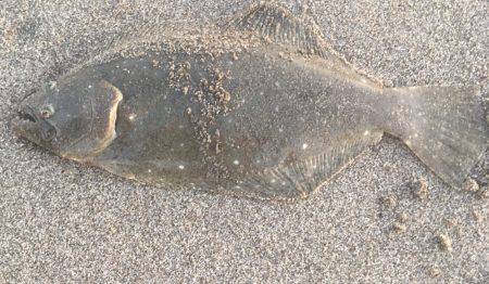 ヒラメ狙いでしたがマゴチの釣果